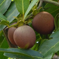 Diospyros malabarica (Desr.) Kostel.